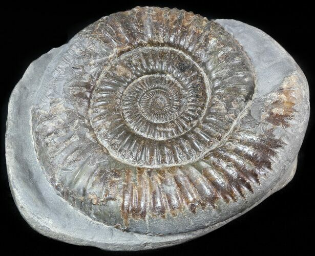 Dactylioceras Ammonite Stand Up - England #46565
